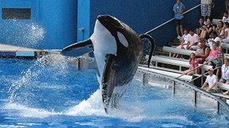 Blackfish Image