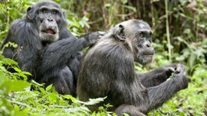 Chimpanzee Image